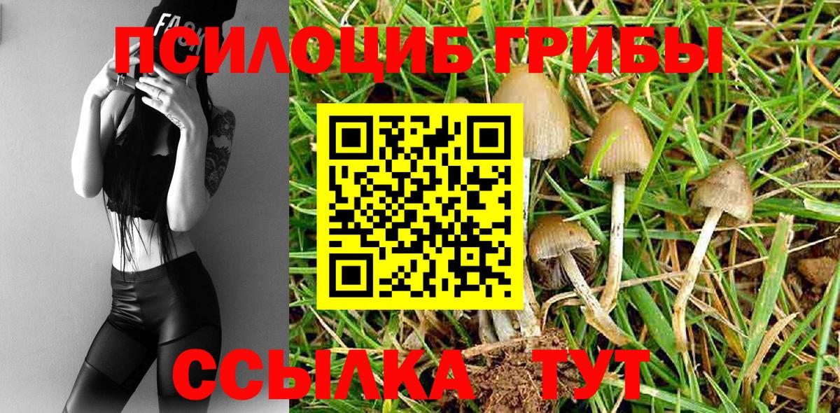 Будённовск  купить  цена  Вход с VPN  Галлюциногенные грибы MAGIC MUSHROOMS 